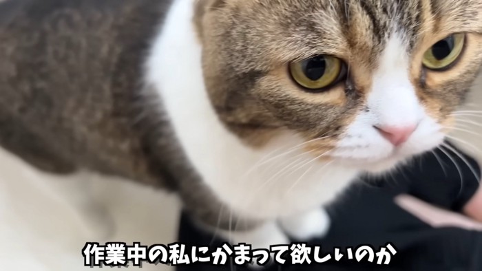 ママの太ももに乗るぽこ太郎くん