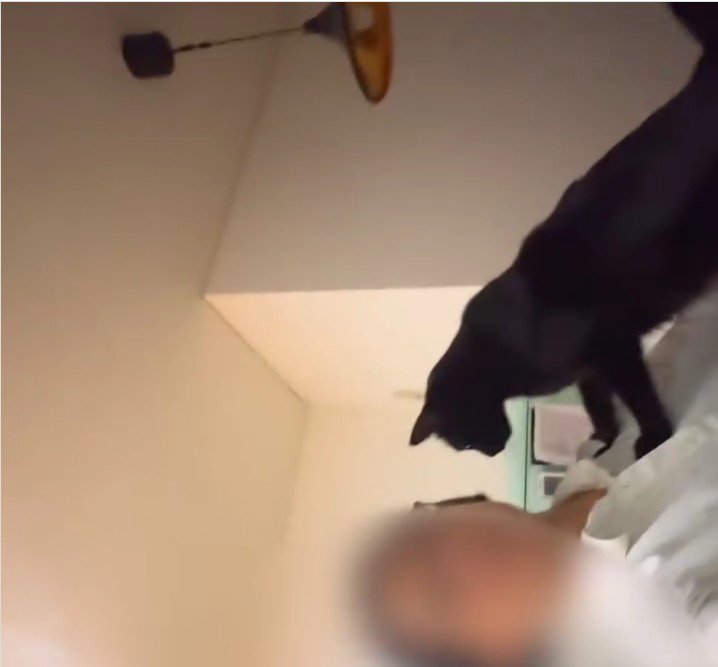 人に手を伸ばす猫