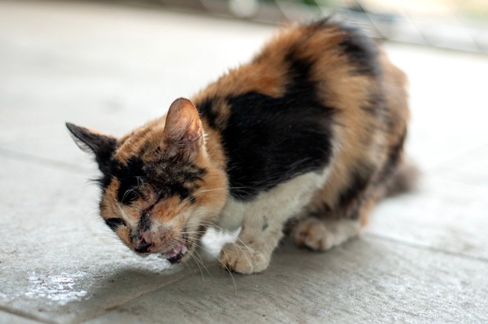 咳をする猫