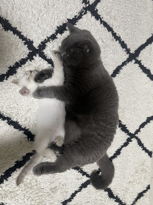 寝転がっている2匹の猫