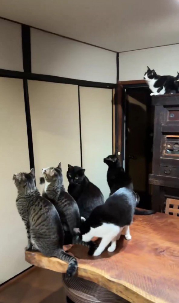 蛾を見る猫たち