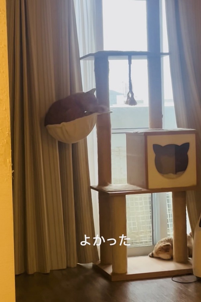 新しいハンモックに乗る茶トラ猫