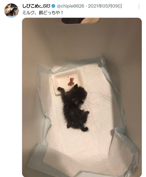 ペットシーツの上にいる子猫