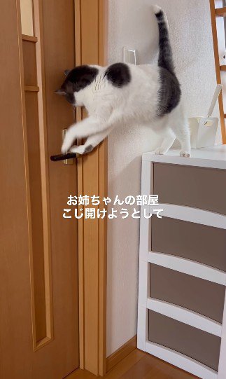 レバーから片手を離す猫