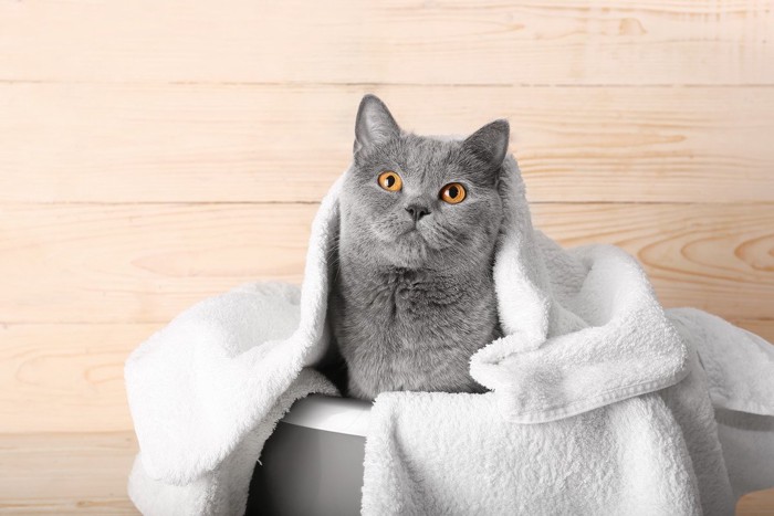 タオルをかけられている猫
