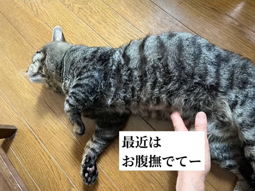 横になってお腹を撫でられている猫