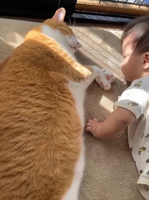 猫の真横でハイハイしている赤ちゃん