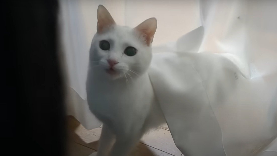 カーテンから顔を出す白猫