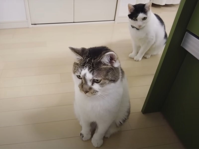 キッチンに座る猫たち