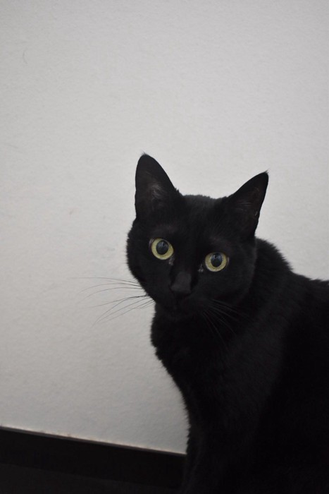 黒猫