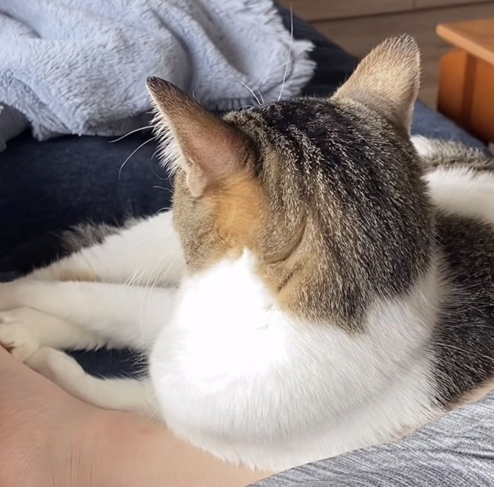 そっぽを向く猫の写真