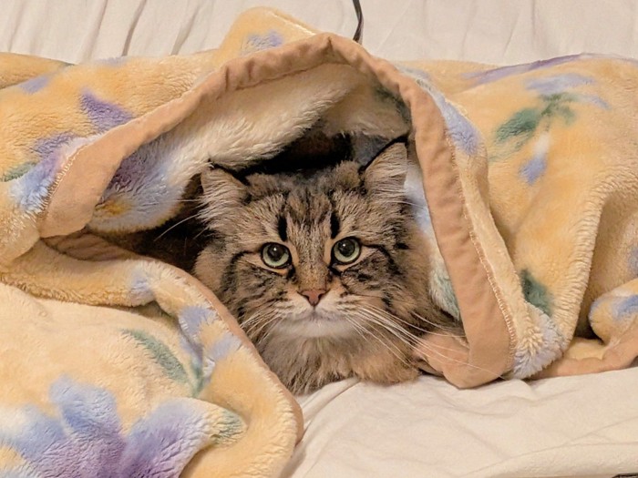 毛布をかぶるサイベリアン