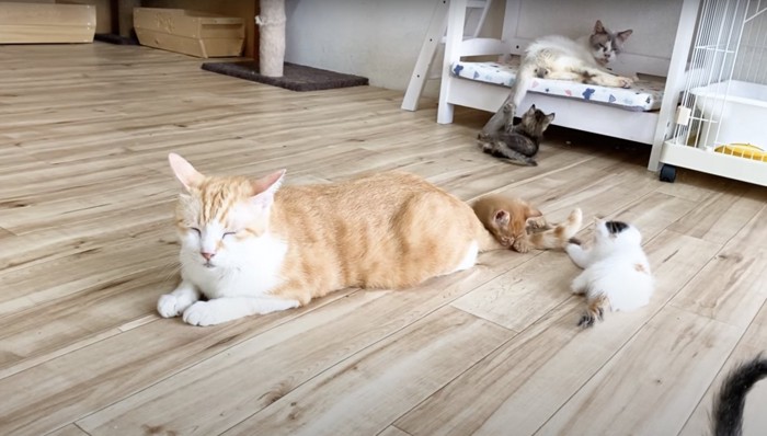 むぎくんの周りに集まる子猫達:むぎくんの周りに子猫達が集まってきました