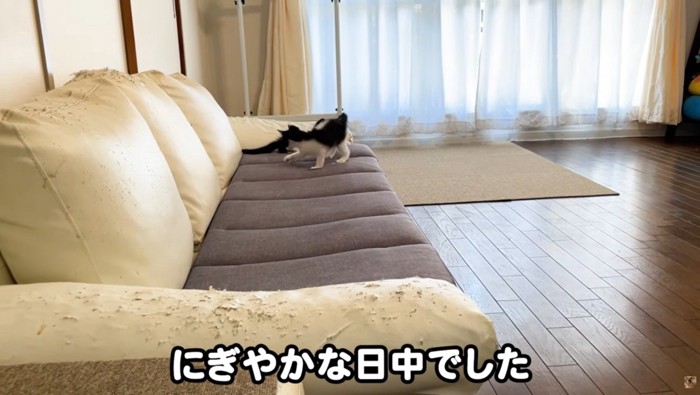 ソファの上で遊ぶ2匹の子猫