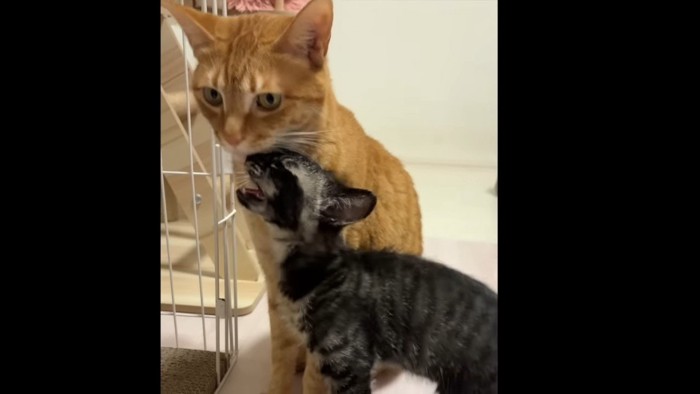 茶トラ猫さんとレパードくん