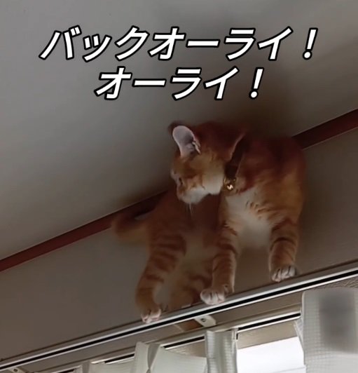 カーテンレールの上の猫3