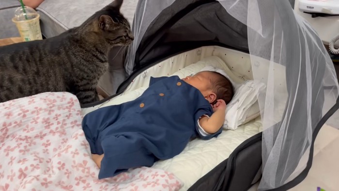 赤ちゃんを見るキジトラ猫