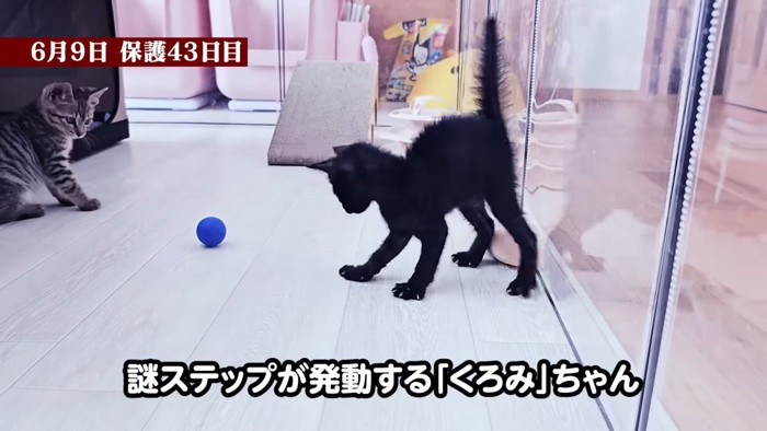 ボールを見る子猫