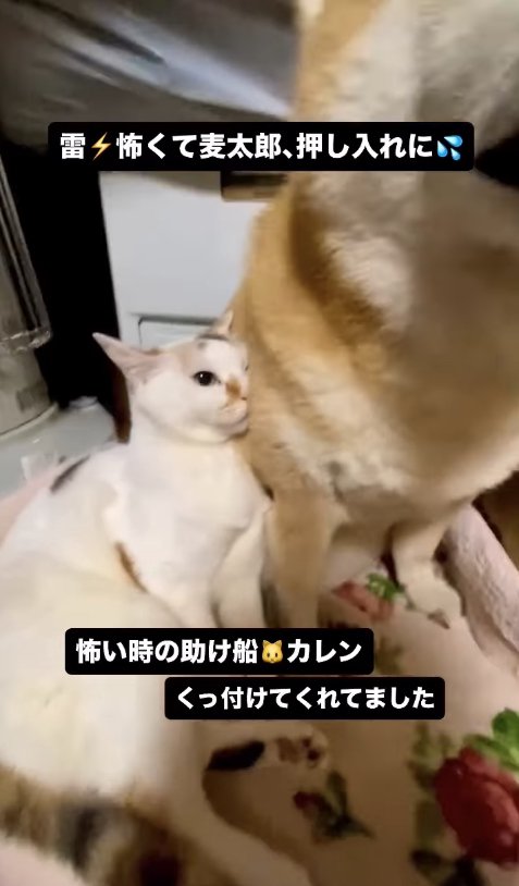 柴犬に寄り添う三毛猫のアップ