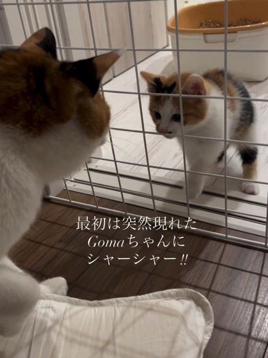向かい合う成猫と子猫