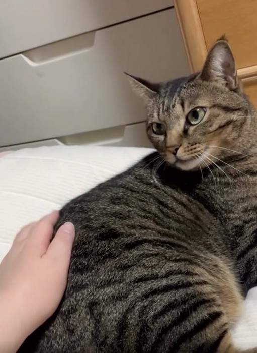 振り返る猫