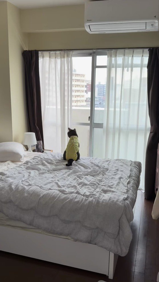 ベッドに座って外を眺める猫
