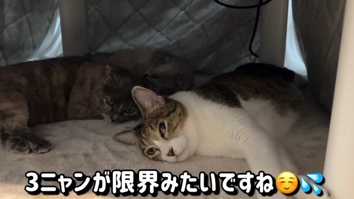 こたつに入っている猫達