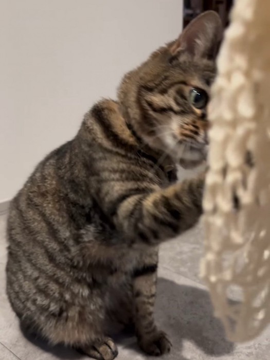 網に前足を伸ばす猫