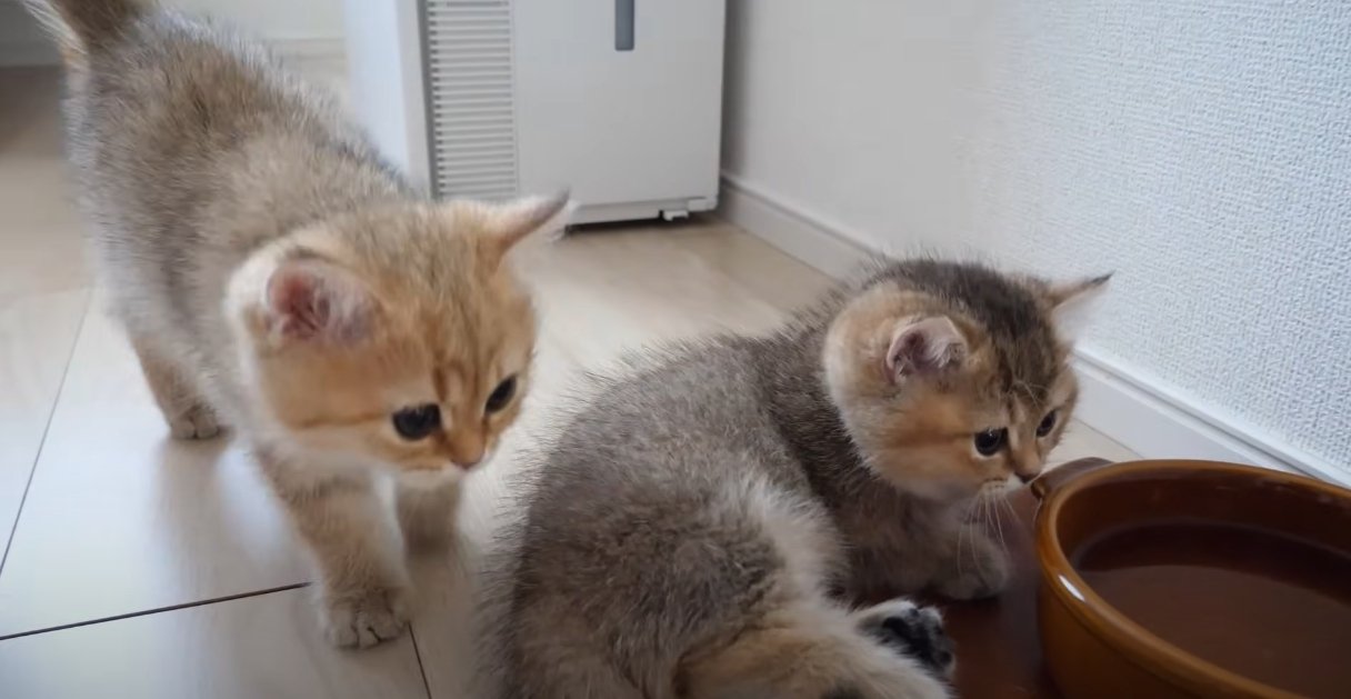 水のお皿の近くで寝そべる子猫の近くに別の子猫