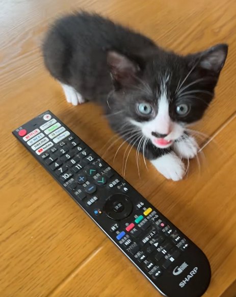 前脚を揃えてカメラ目線の猫