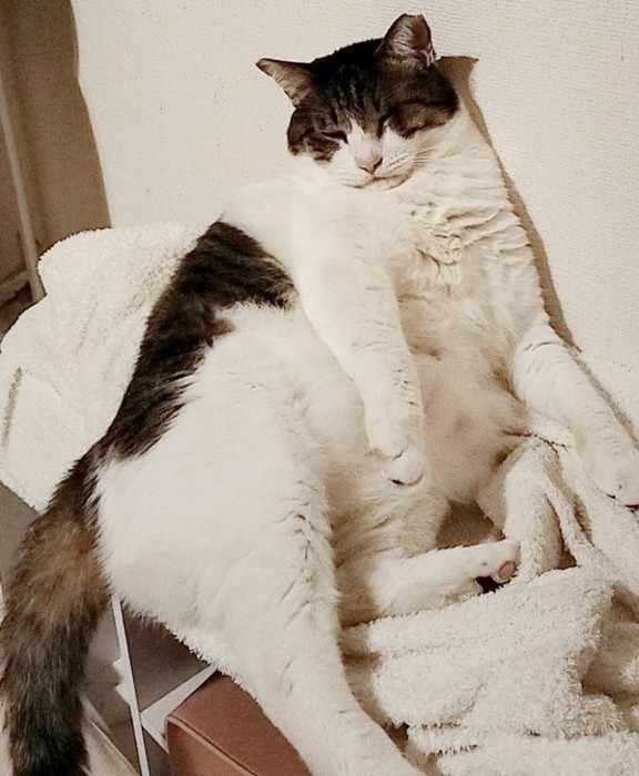 壁に寄りかかって寝る猫