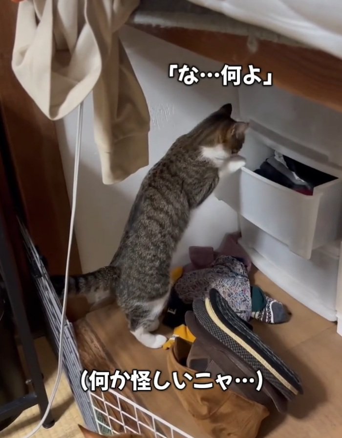 顔を背ける猫