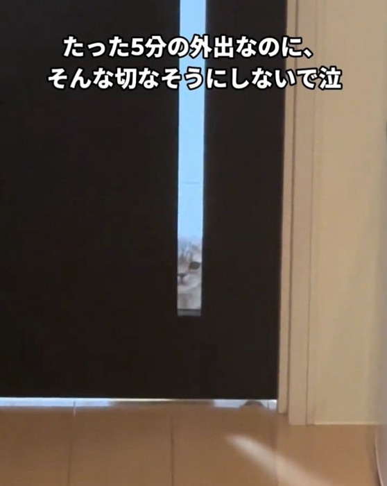 寂しそうな目の猫