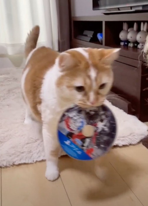 ディスクをくわえて立ち去る猫