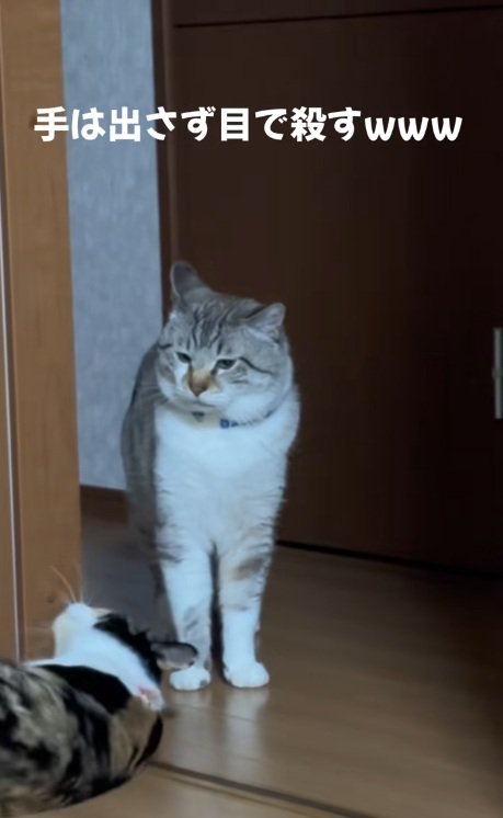 シャムトラの前でお腹をみせる三毛猫