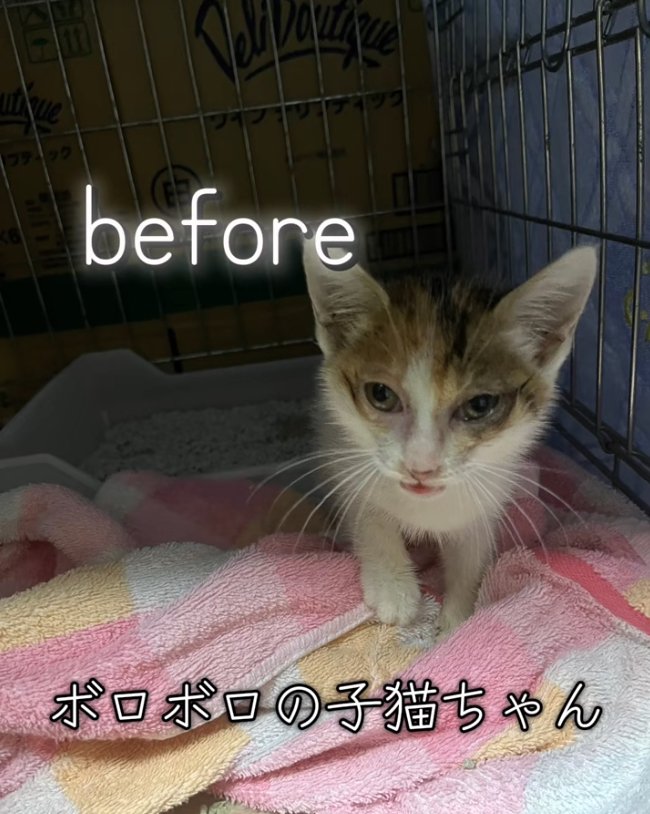 タオルの上にいる子猫「before」