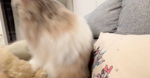 玄関の方に振り向く猫