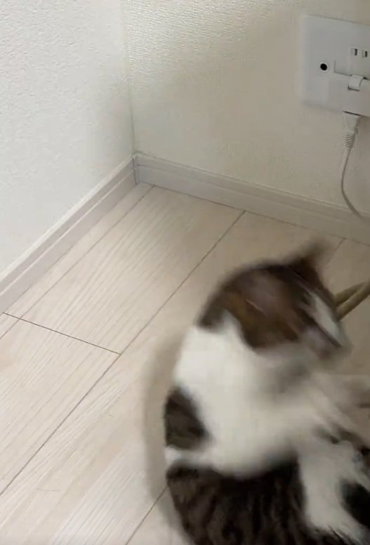 転がる猫