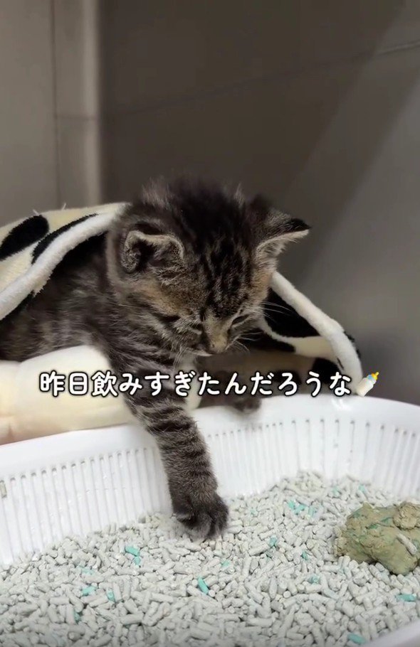 眠そうな猫
