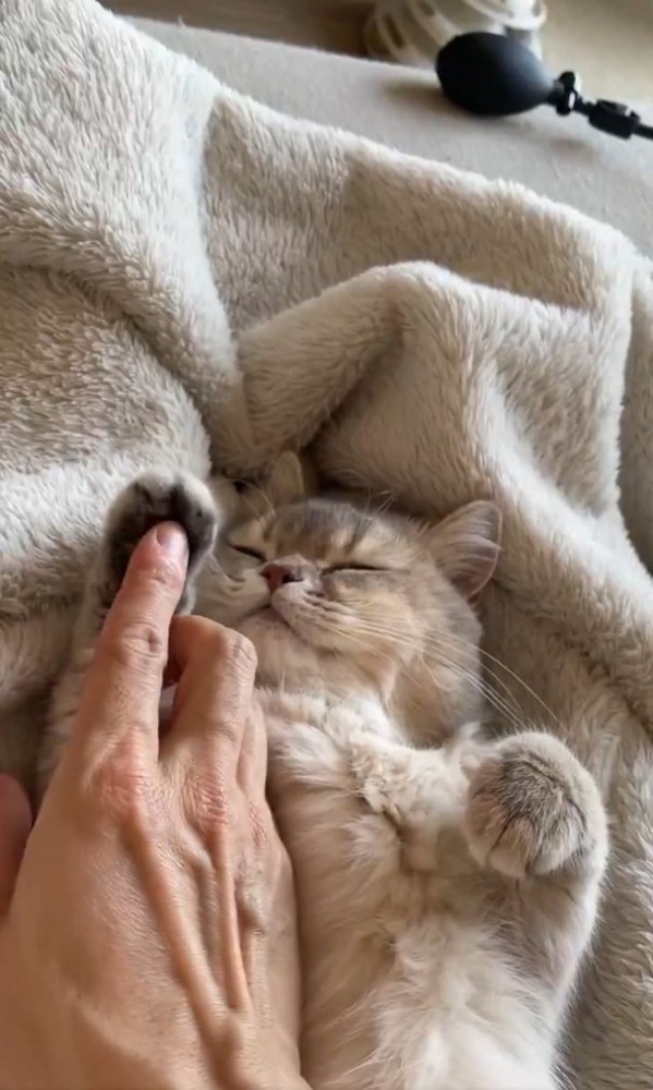 両手をグーにする猫