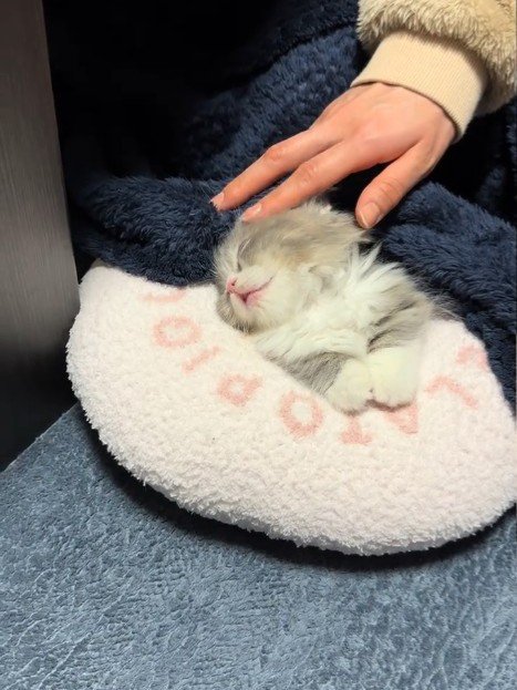 顔が横に倒れた子猫