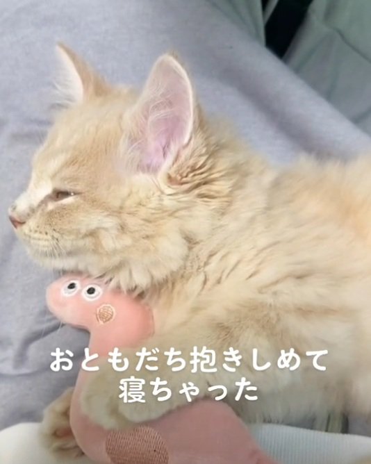 ぬいぐるみを抱きしめている眠たそうな子猫