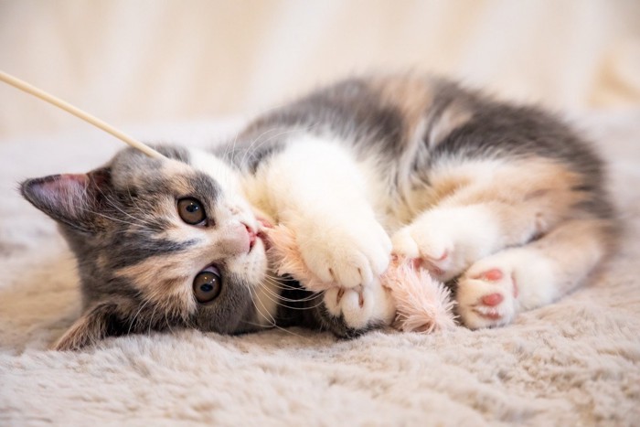 猫じゃらしを噛む子猫