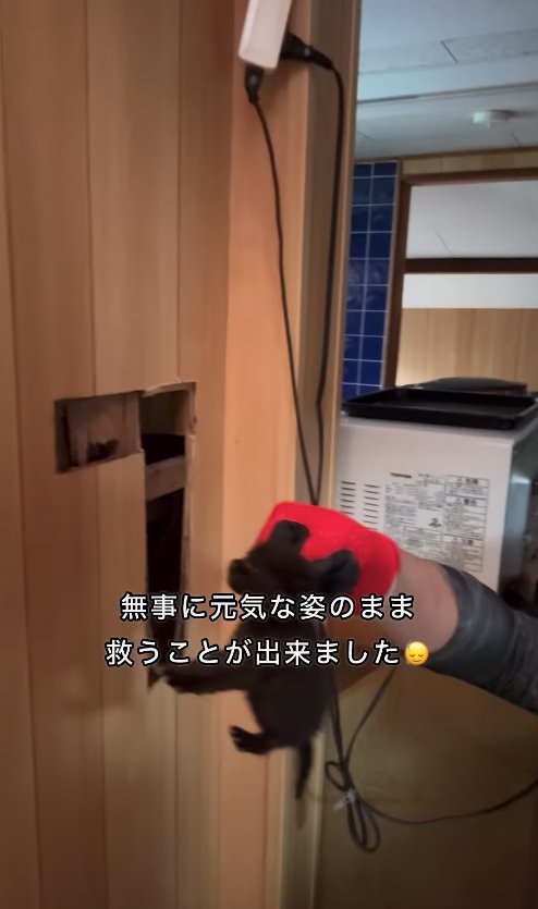 穴が開いた壁の前でつままれている子猫