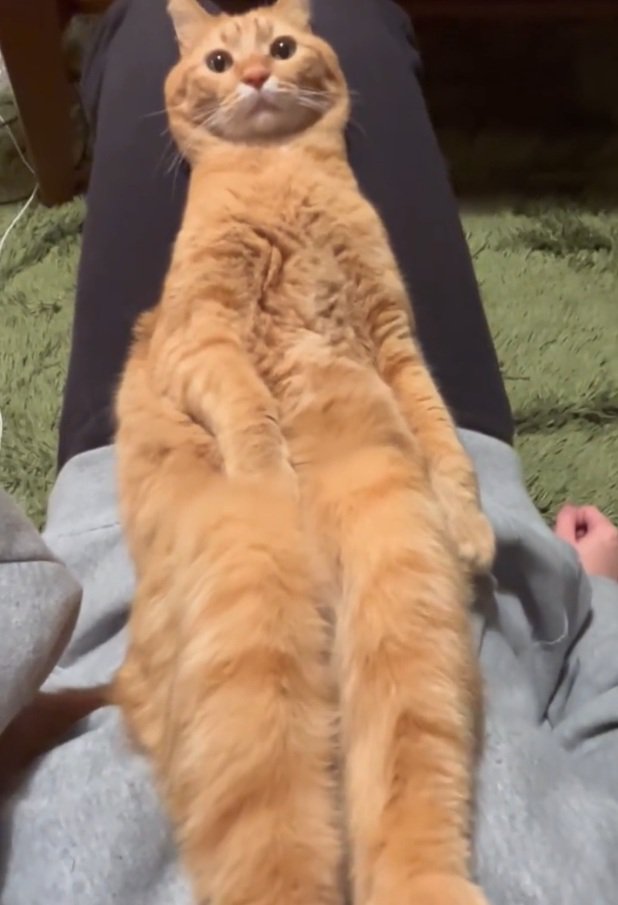 変な座り方をする猫