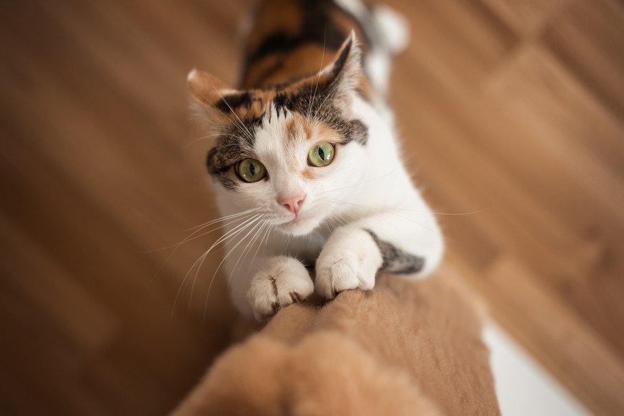 爪を研ぐ猫