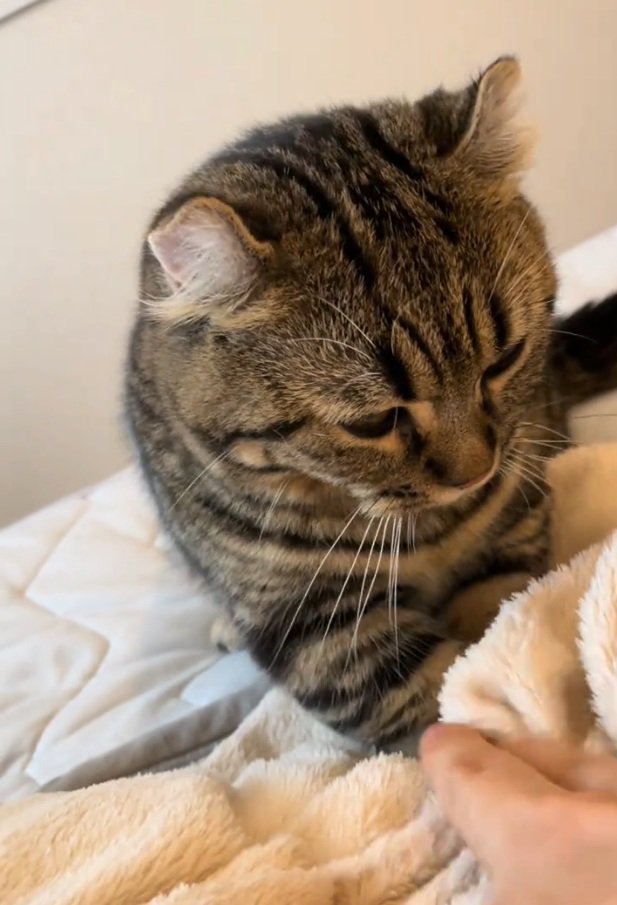 ふみふみする猫