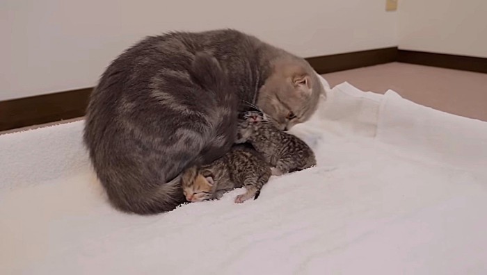 子猫を舐める母猫