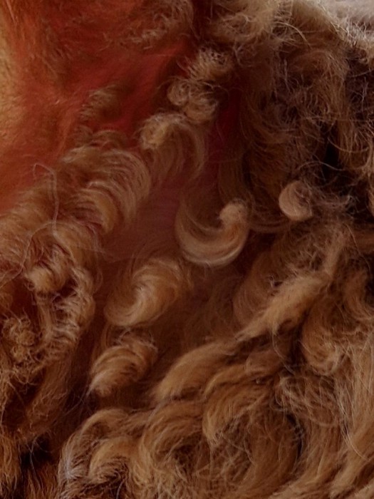 湿気でうねった猫の毛