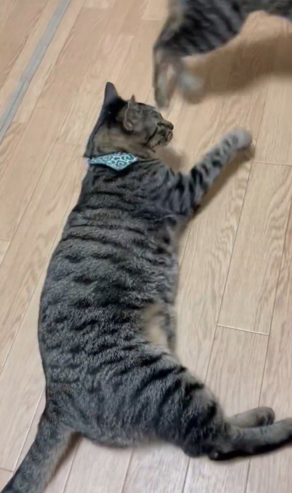 寝ている猫の元から立ち去るもう1匹の猫